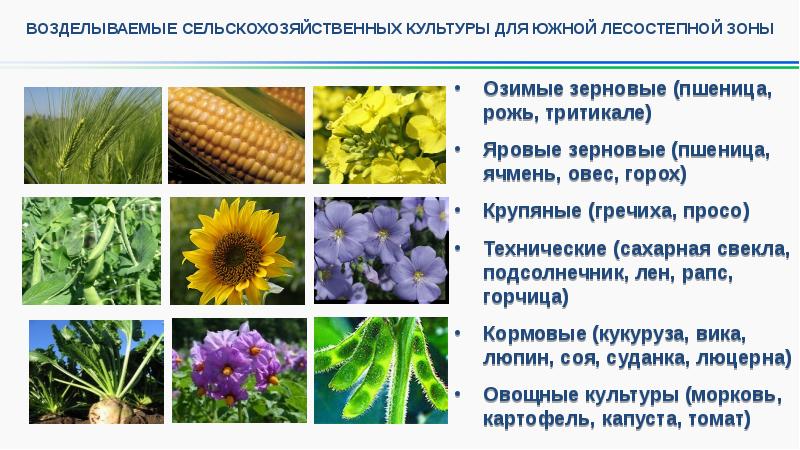 Сахарные культуры презентация