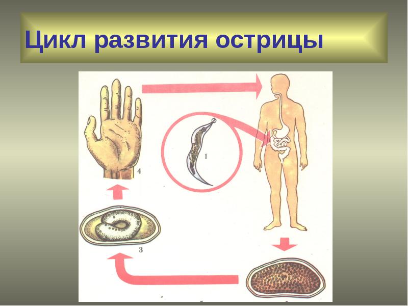 Острица цикл. Энтеробиоз цикл развития паразита. Развитие острицы. Цикл развития острицы. Энтеробиоз цикл развития остриц.