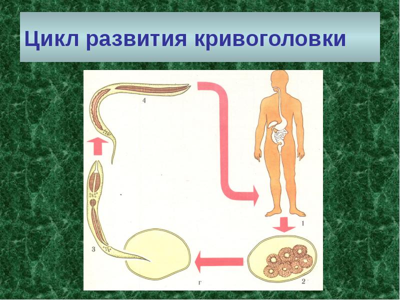 Кривоголовка жизненный цикл схема