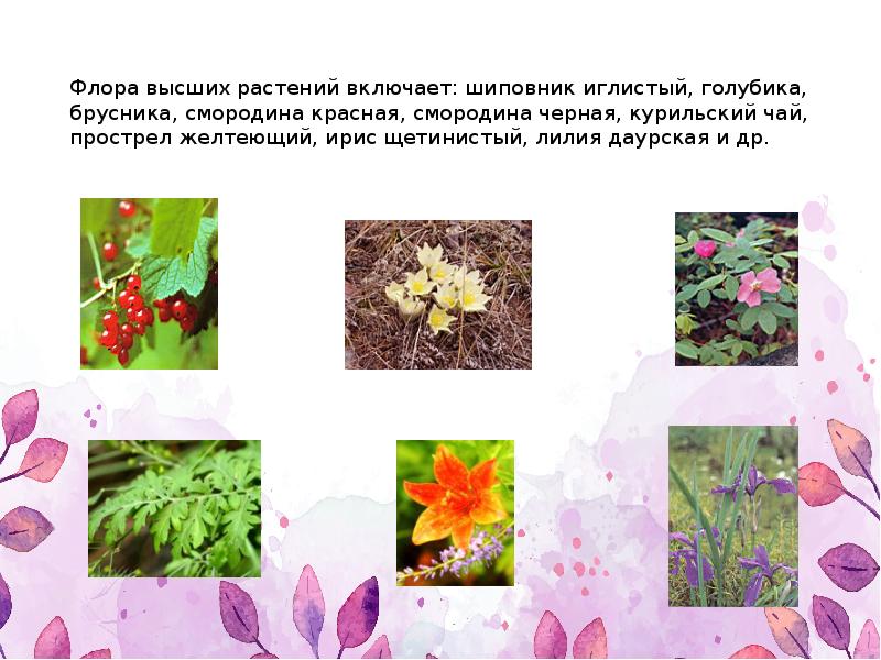 Флора высших растений включает: шиповник иглистый, голубика, брусника, смородина красная, смородина Флора высших растений включает: шиповник иглистый, голубика, брусника, смородина красная, смородина