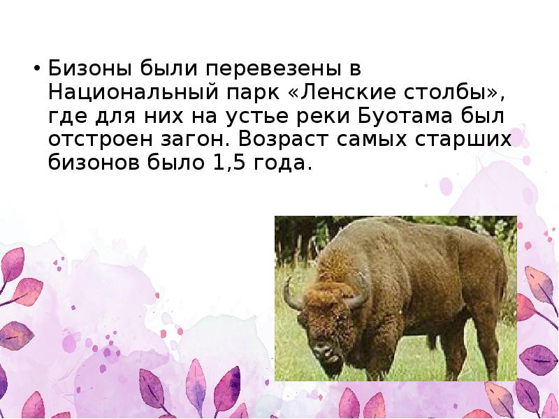 Бизоны были перевезены в Национальный парк «Ленские столбы», где для них Бизоны были перевезены в Национальный парк «Ленские столбы», где для них