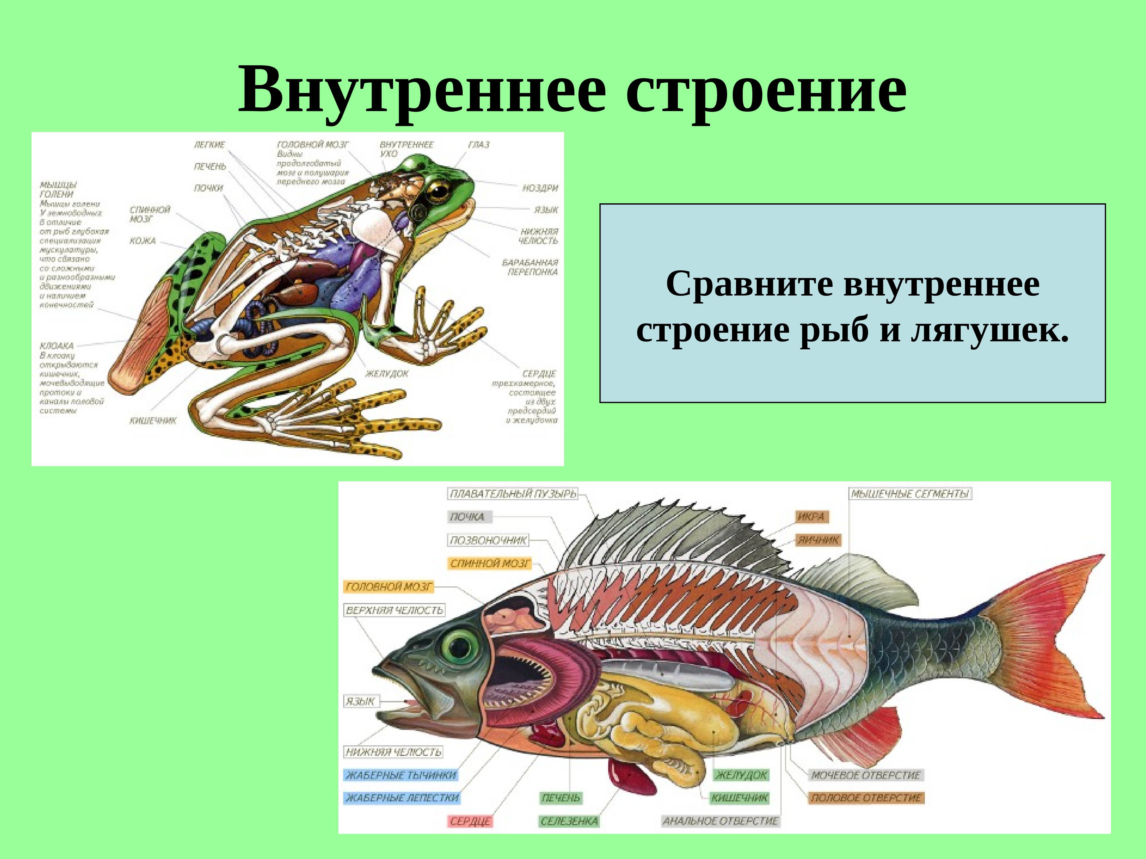 Внешнее строение рыбы и земноводных. Внутреннее строение лягушки. Внутреннее строение рыб и земноводных. Строение земноводных и рыб. Внутреннее строение рыбы.
