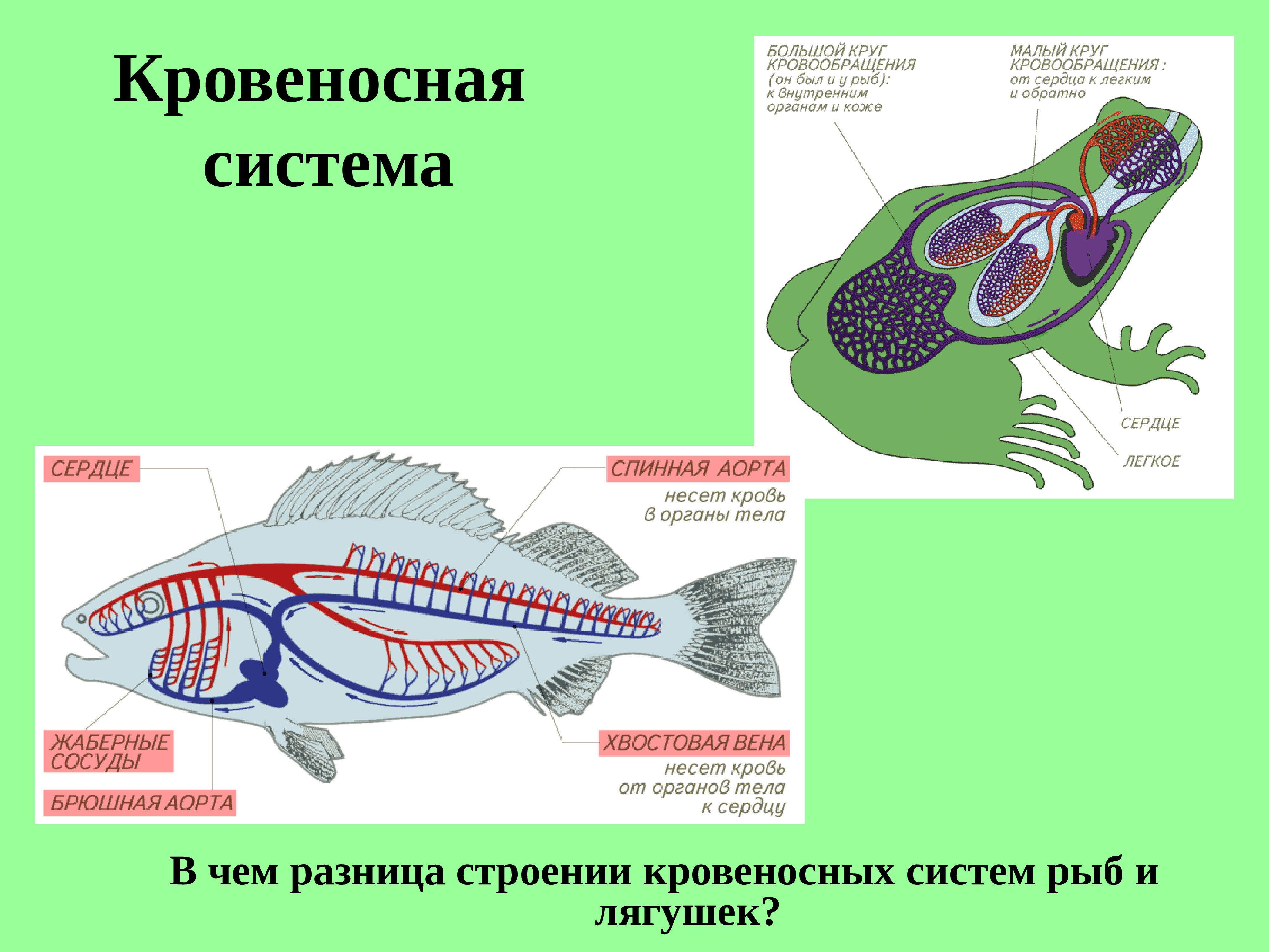 Кровеносная система рыб и земноводных