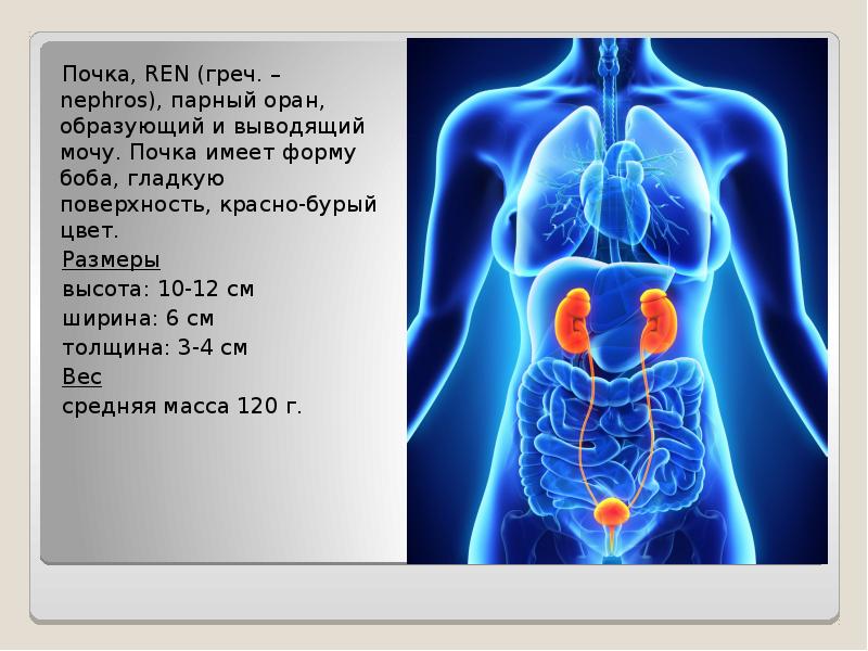 Презентация топография почек