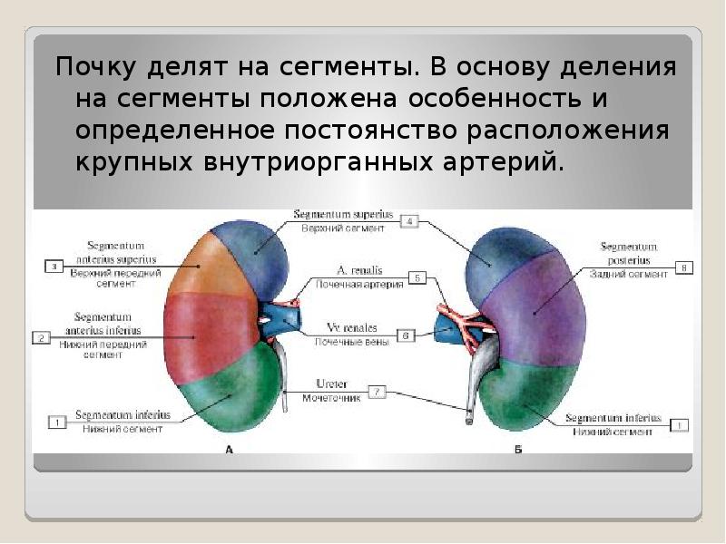 Сегменты почки схема