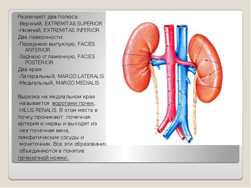 Правая и левая почка. Презентация на тему почки. Полюса почки анатомия. Края почки. Почки для презентации.