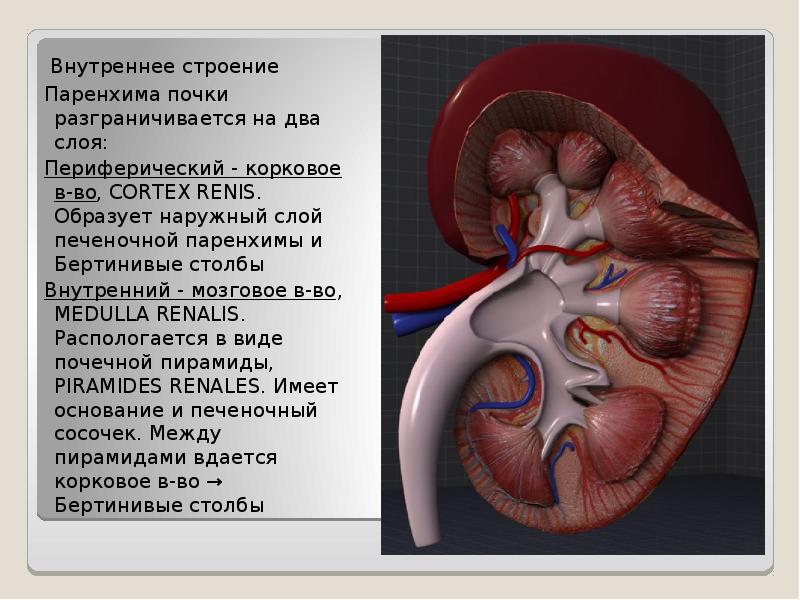 Почки фото анатомия человека