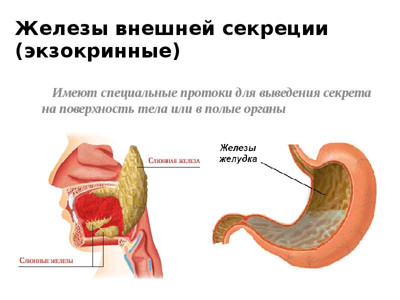 Железы внешней секреции картинки