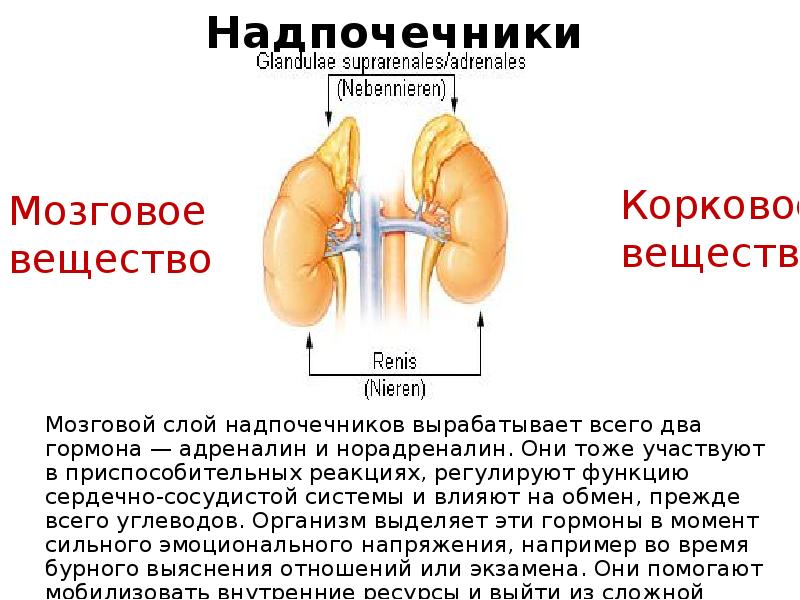 Анатомия и физиология надпочечников презентация