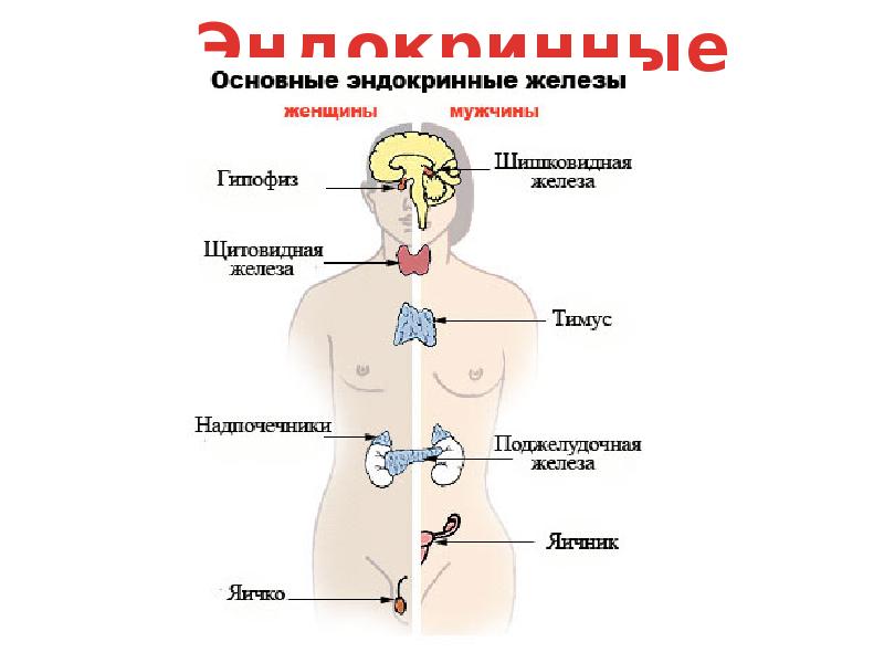 Анатомо физиологические особенности щитовидной железы у детей презентация