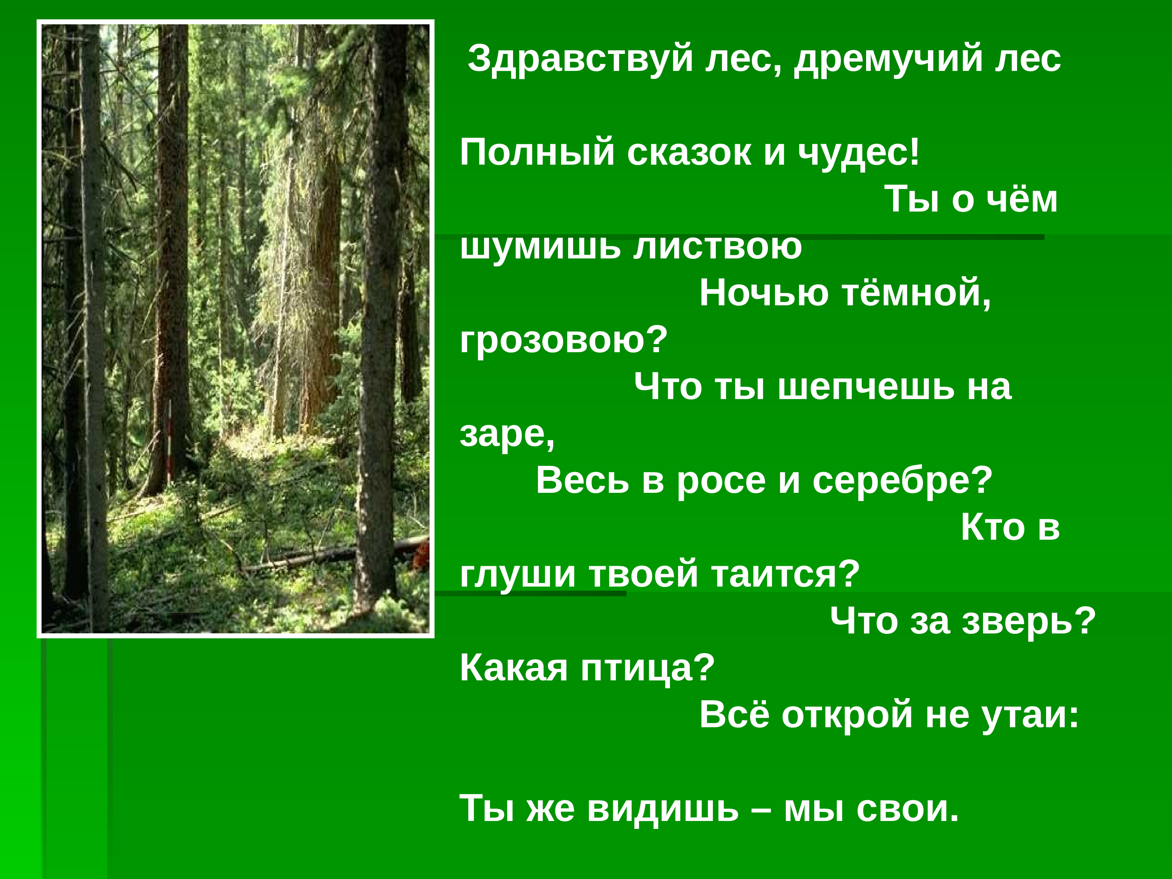 Жизнь леса