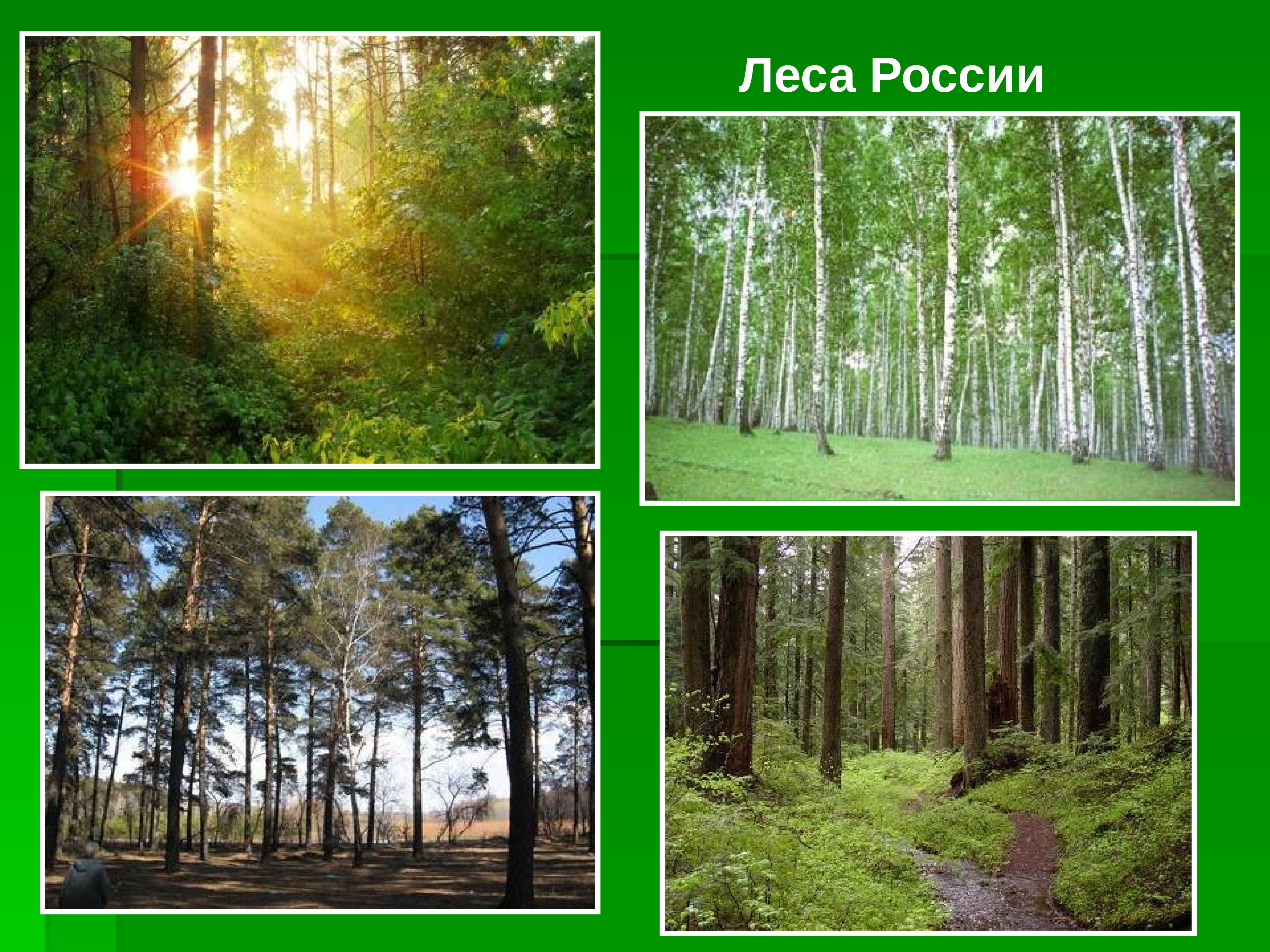 Разные леса России