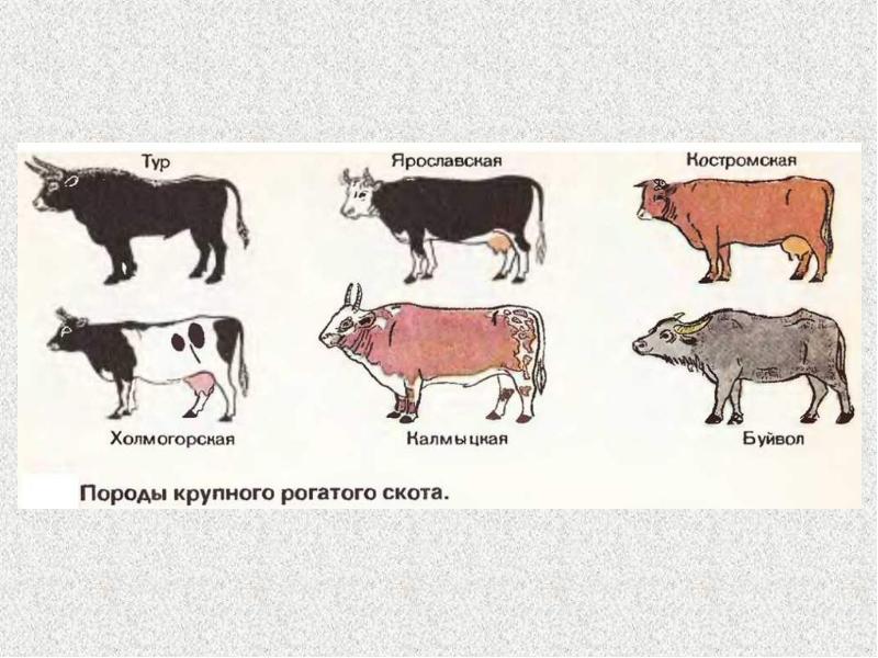 Презентация сельскохозяйственные млекопитающие