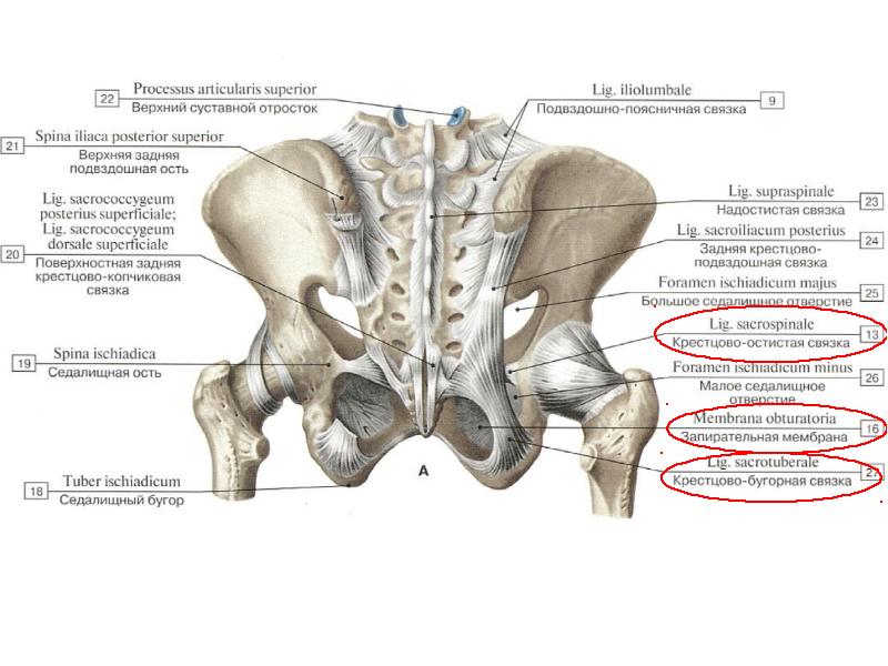 Где находится подвздошная кость у человека фото
