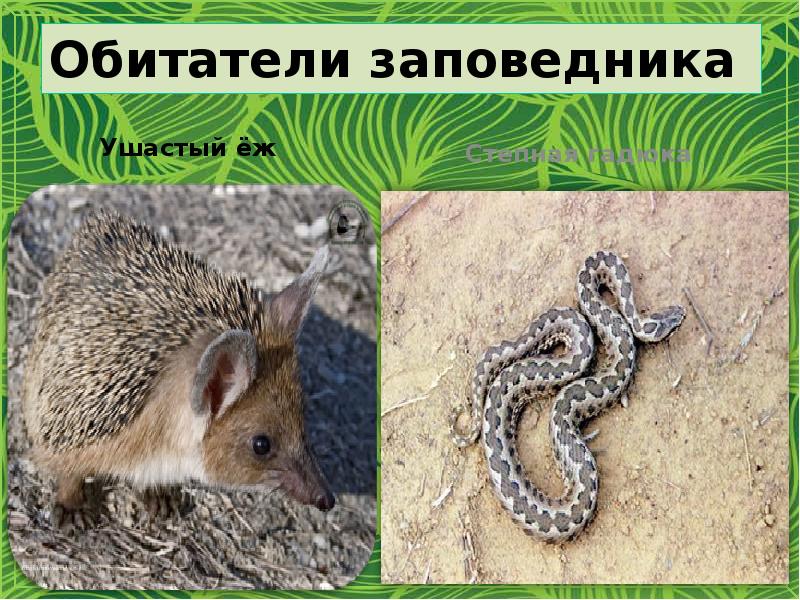 Обитатели заповедника
Ушастый ёж Обитатели заповедника
Ушастый ёж