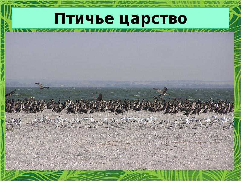 Птичье царство Птичье царство