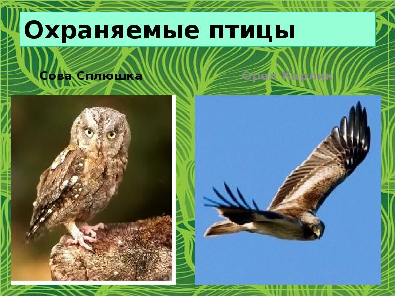 Охраняемые птицы
Сова Сплюшка Охраняемые птицы
Сова Сплюшка