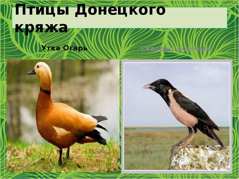 Птицы донецкой области фото и названия