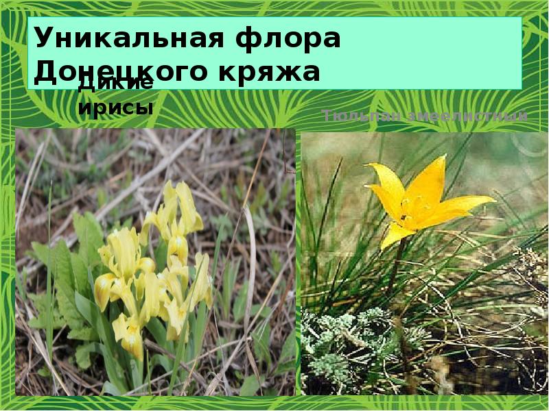 Уникальная флора Донецкого кряжа
Дикие ирисы Уникальная флора Донецкого кряжа
Дикие ирисы