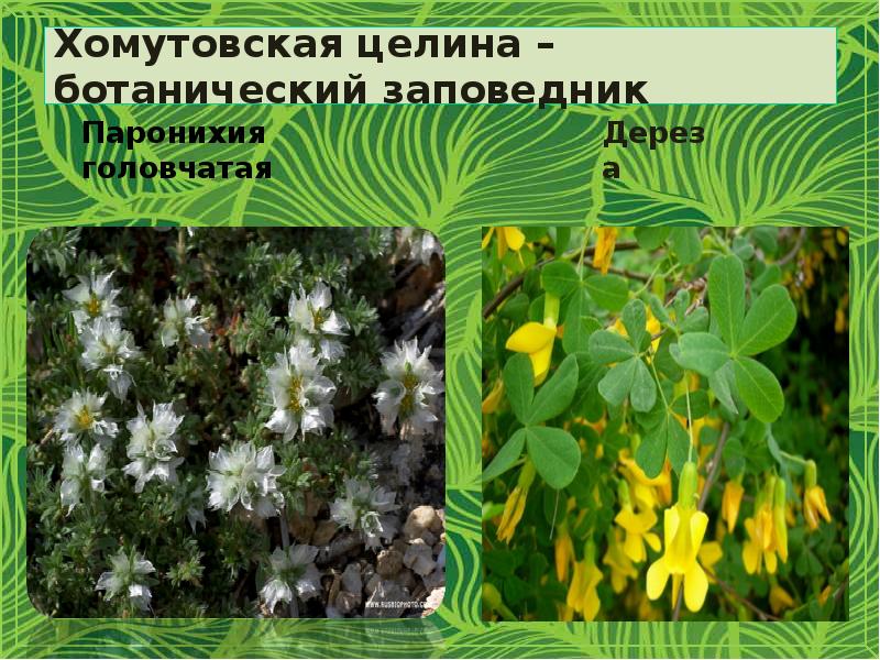Хомутовская целина – ботанический заповедник
Паронихия головчатая Хомутовская целина – ботанический заповедник
Паронихия головчатая