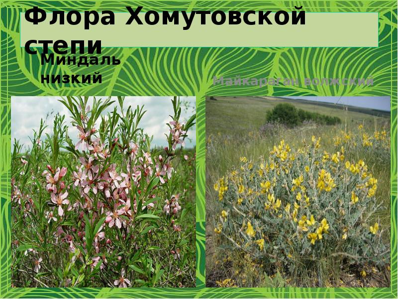 Флора Хомутовской степи
Миндаль низкий Флора Хомутовской степи
Миндаль низкий