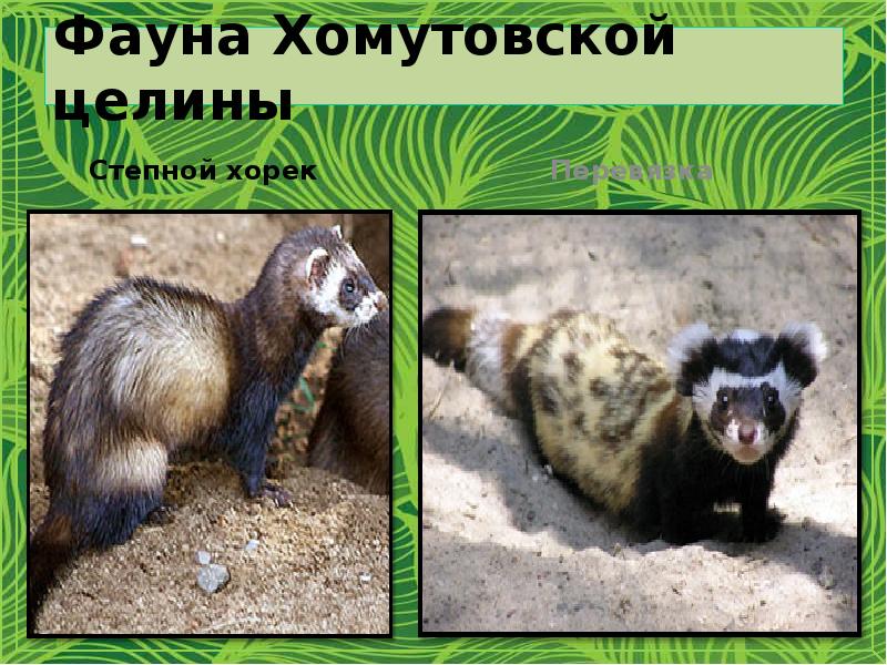 Фауна Хомутовской целины
Степной хорек Фауна Хомутовской целины
Степной хорек