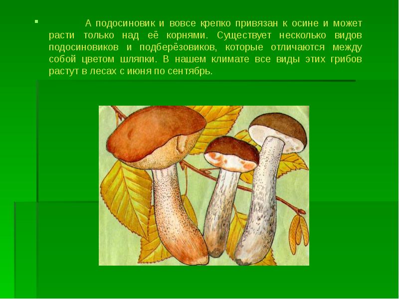 Многим известен гриб подосиновик запятые. Осина и подосиновик Тип взаимоотношений. Микориза осины и подосиновика. Осина и подосиновик симбиоз. Симбиотические отношения осины и подосиновик.