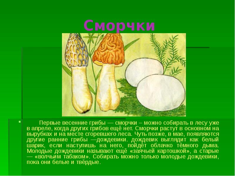 Происхождение грибов презентация