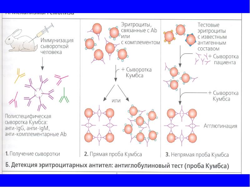 Дифференциальная диагностика анемий у детей презентация thumbnail