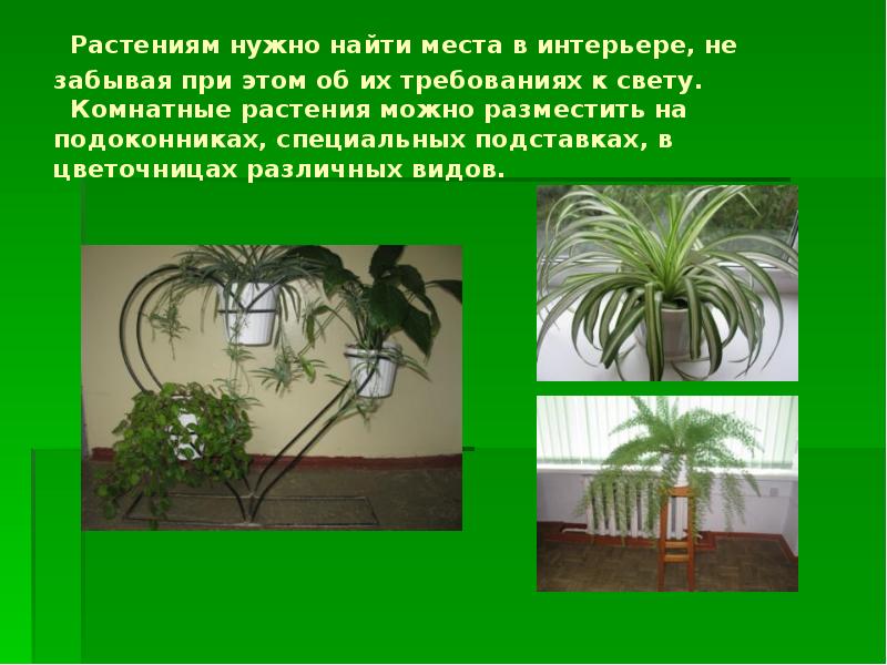 Комнатные растения презентация 7 класс. Разновидности комнатных растений проект. Проект на тему освещение для комнатных растений. Проект по технологии разновидность комнатных растений. Разновидность комнатных цветов фото и названия.