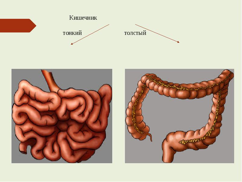 Кишечник анатомия