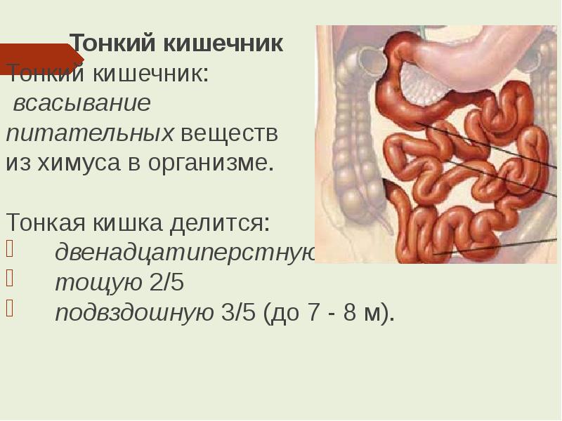 Сколько метров тонкая кишка