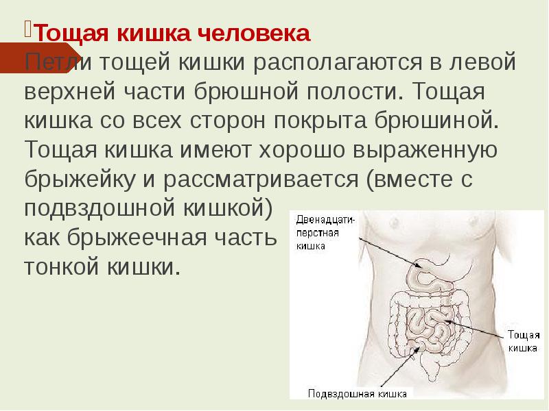 Тощая кишка. Тощая кишка расположение. Расположение тощей кишки в брюшной полости человека.