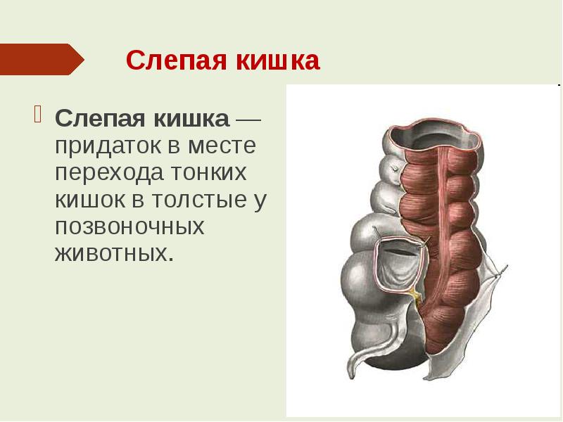 Кишечник Представленного На Фотографии Животного Слепо Замкнутый