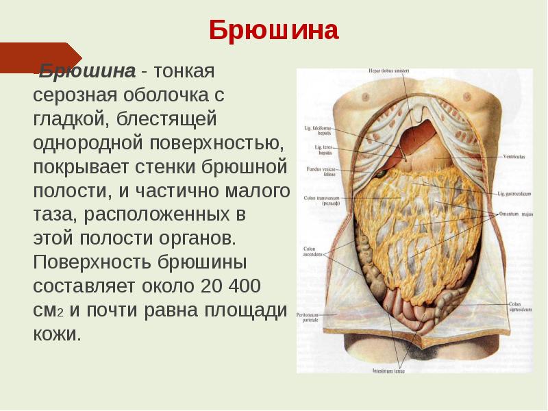 Серозная оболочка. Серозная оболочка брюшной полости. Серозная оболочка брюшины. Серозная полость брюшины.