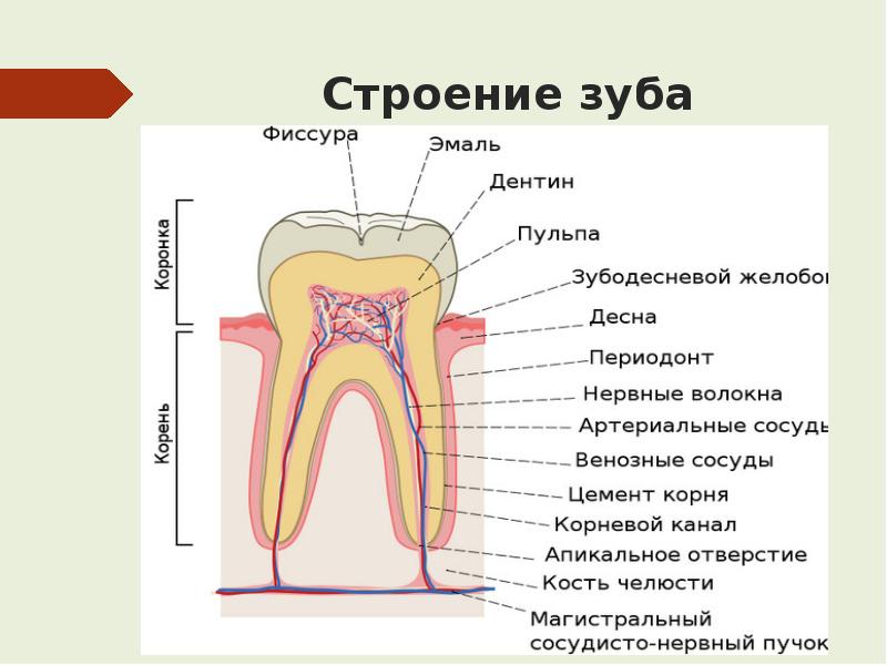 На рисунке изображено строение зуба выберите