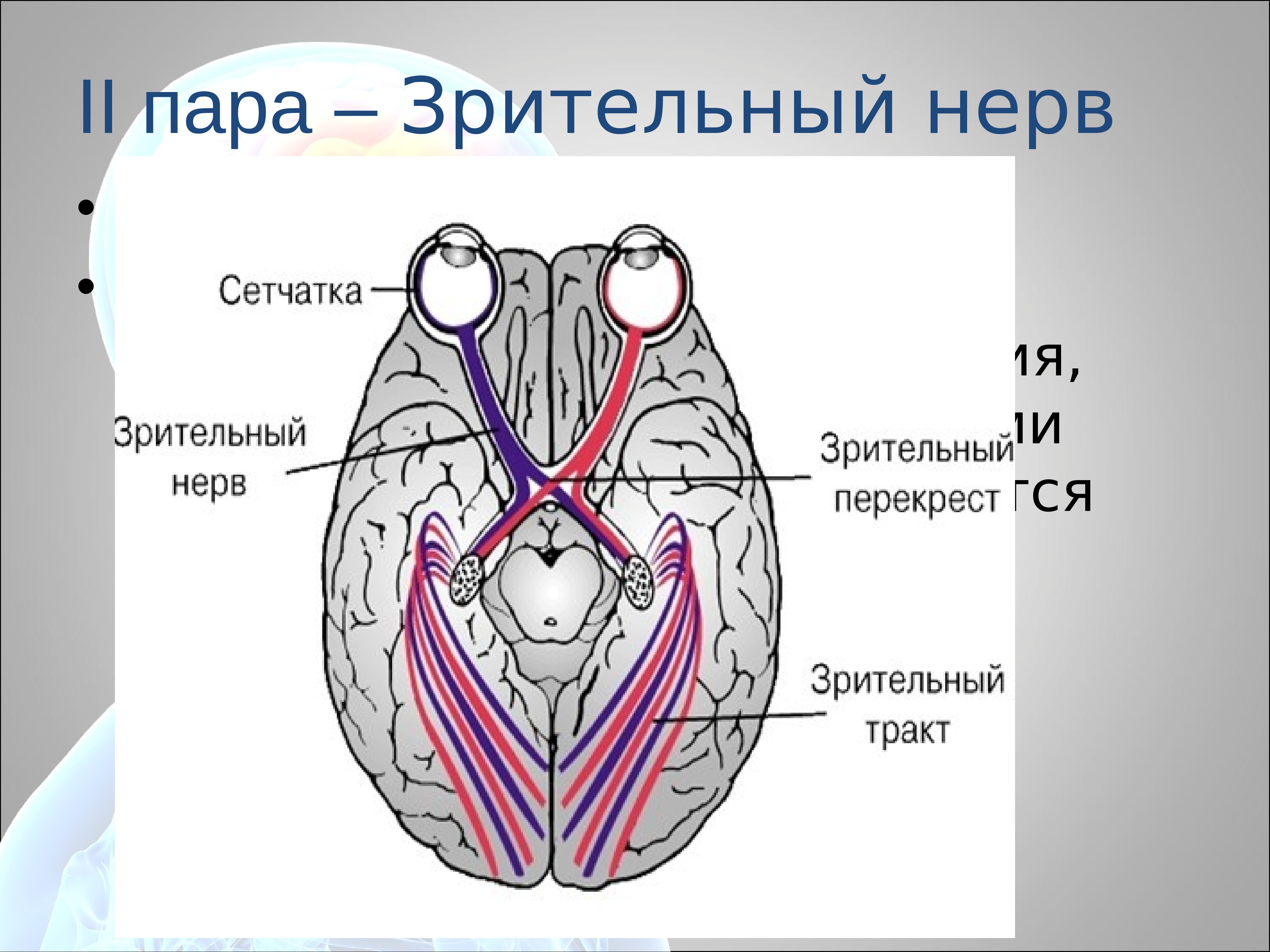 Зрительный нерв в головной мозг. Зрительный нерв (II пара, 2 пара, вторая пара черепных нервов), n. Opticus. Зрительный нерв нерв анатомия. Черепных нервов 2 пара зрительный. Зрительный нерв (nervus Opticus).
