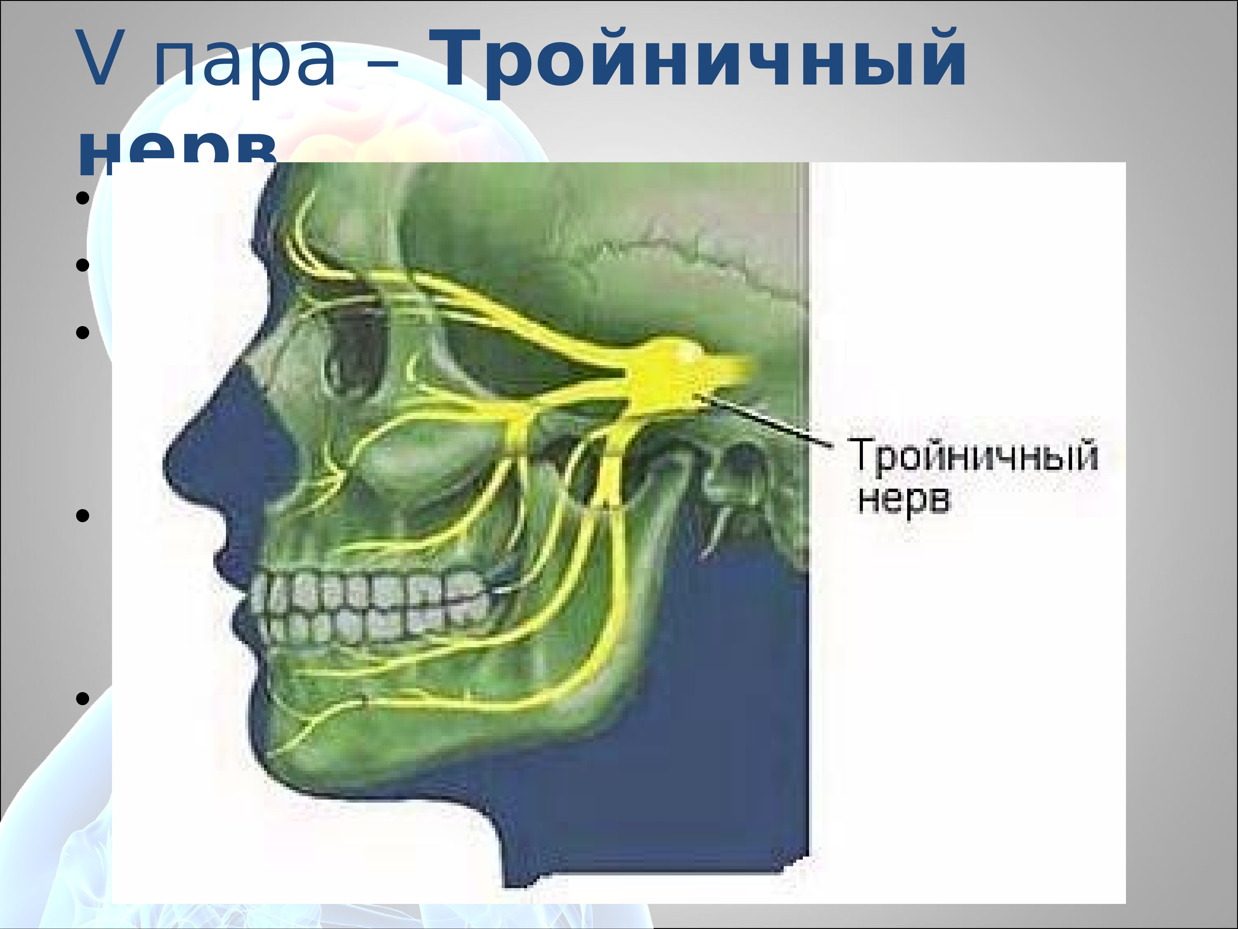 Троичный лицевой нерв. 5 Пара тройничный нерв. Тройничный нерв (n. trigeminus). 5 Пара тройничный нерв анатомия. Лицевая ветвь тройничного нерва.