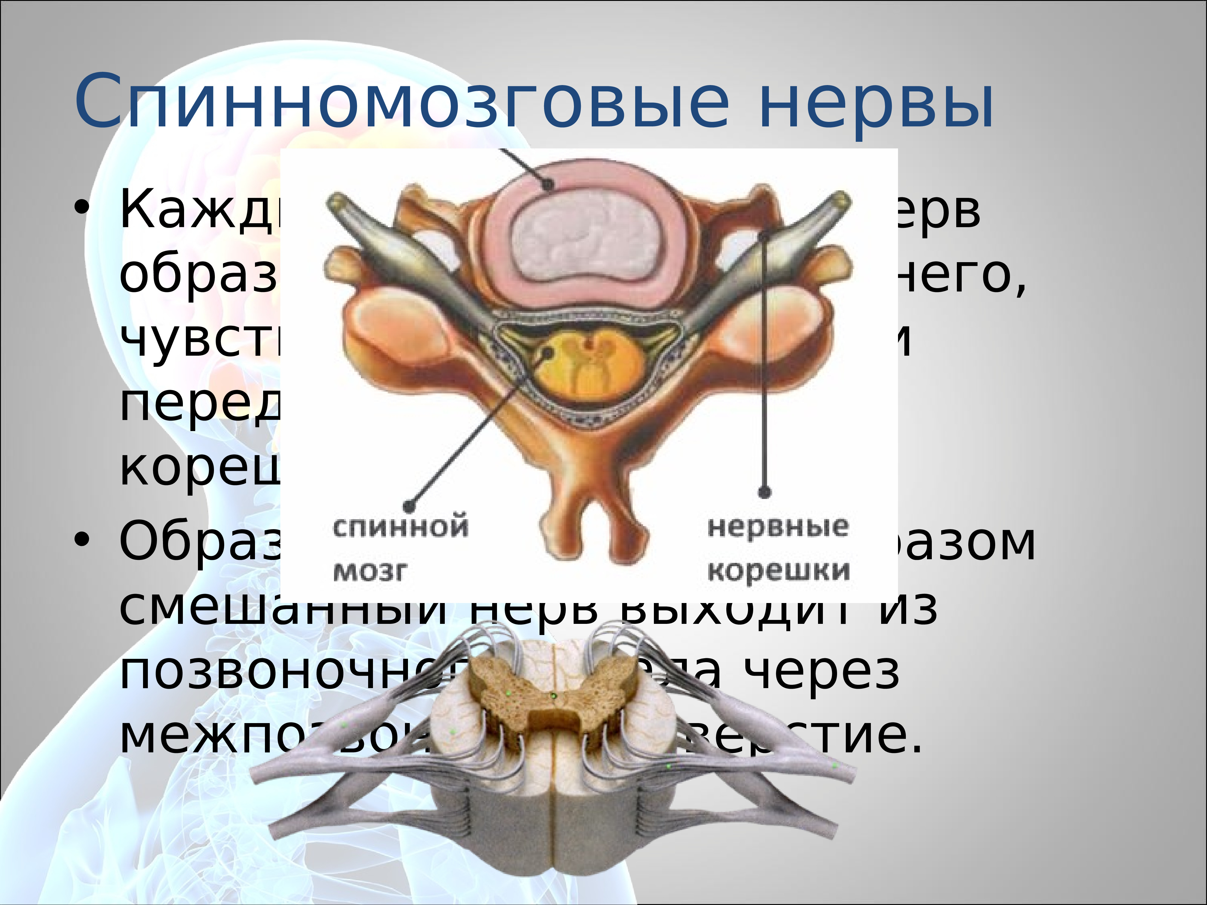 Принцип образования спинномозгового нерва схема