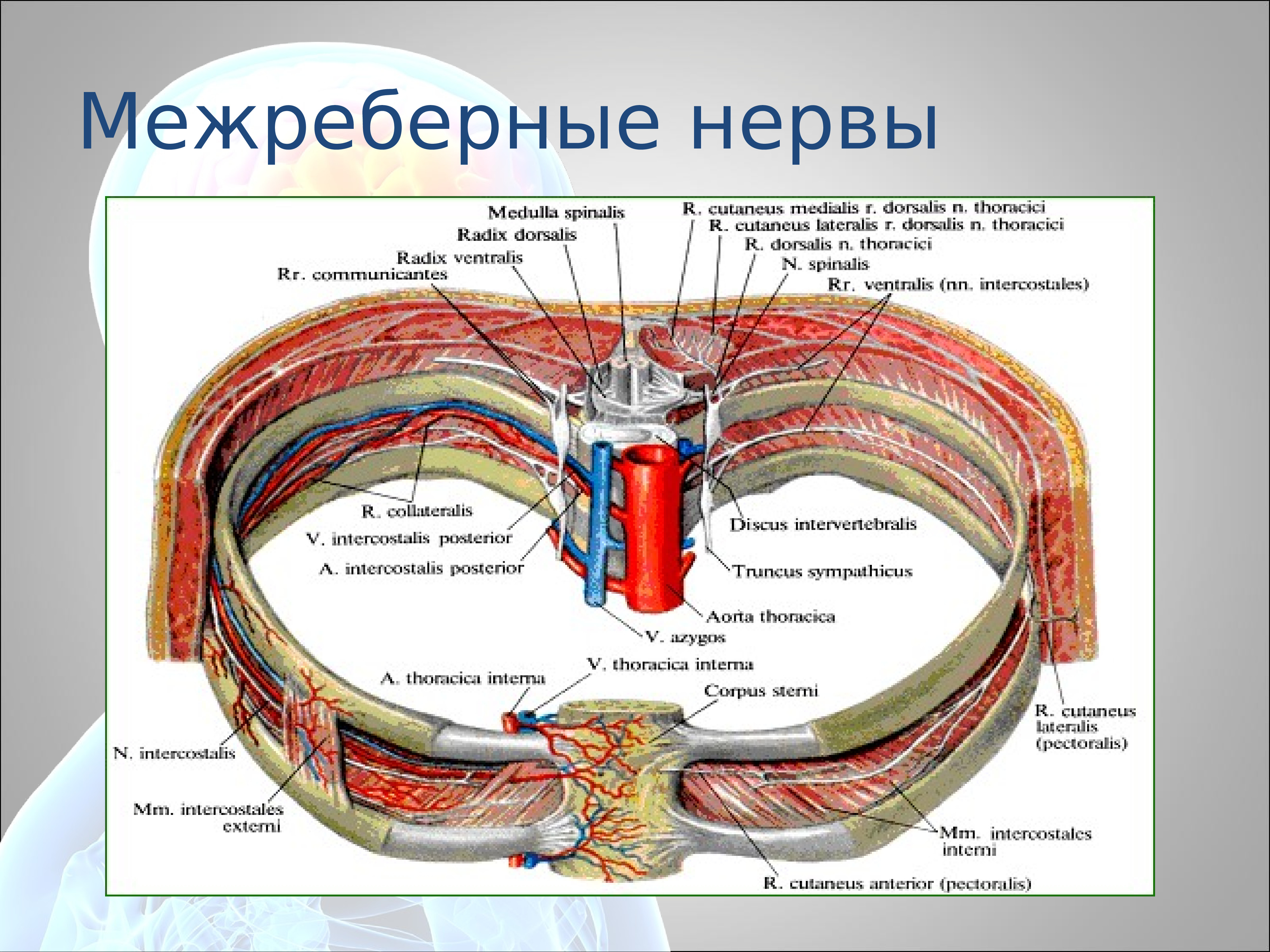 Грудные нервы. Топография межреберных нервов. Грудные нервы анатомия. Топография межреберного сосудисто-нервного пучка. Межреберная артерия Вена и нерв.