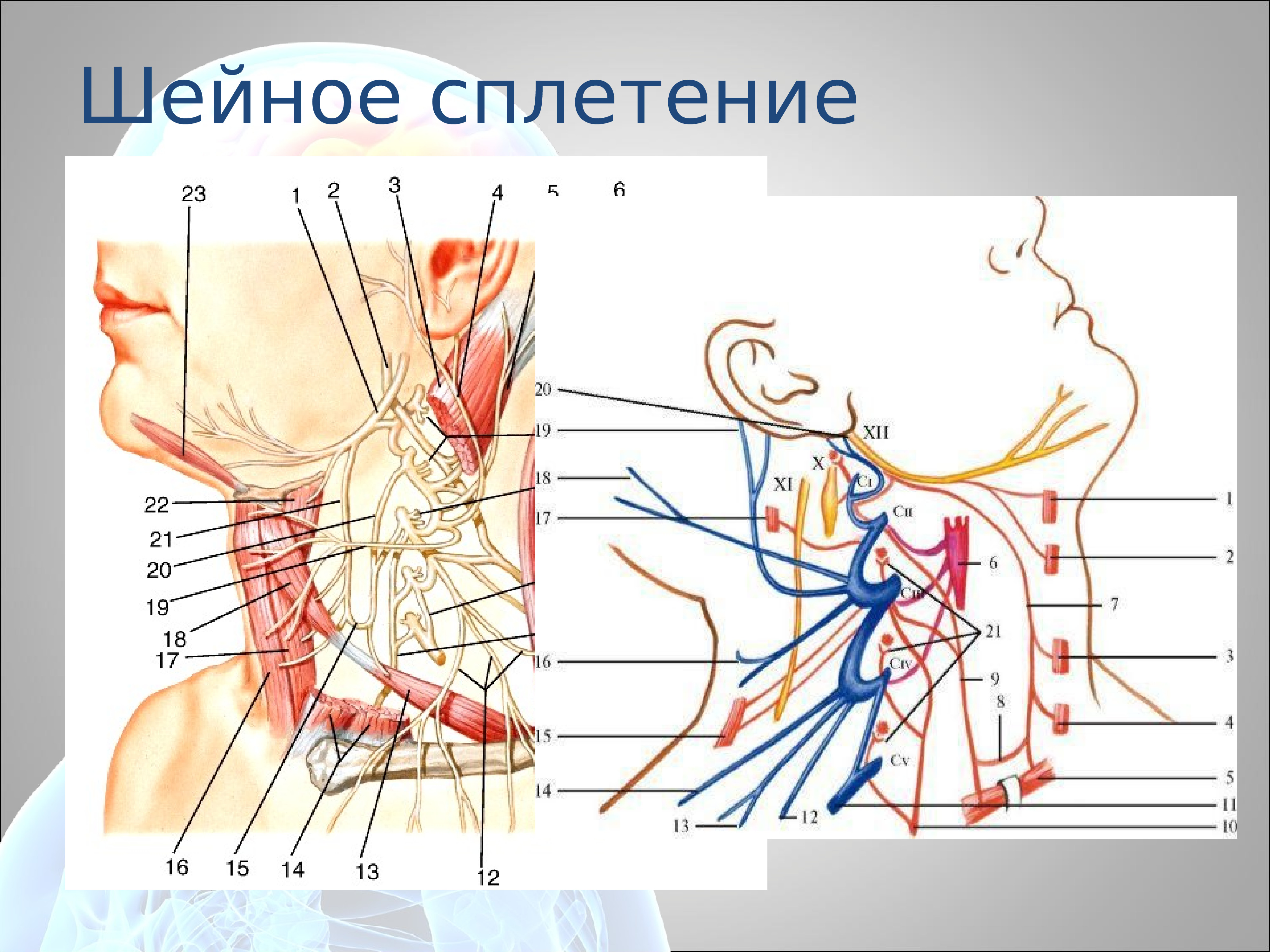 Поперечный нерв шеи. Шейное сплетение анатомия. Шейное сплетение нервы анатомия. Ветви шейного сплетения анатомия. Шейное сплетение нервов анатомия.