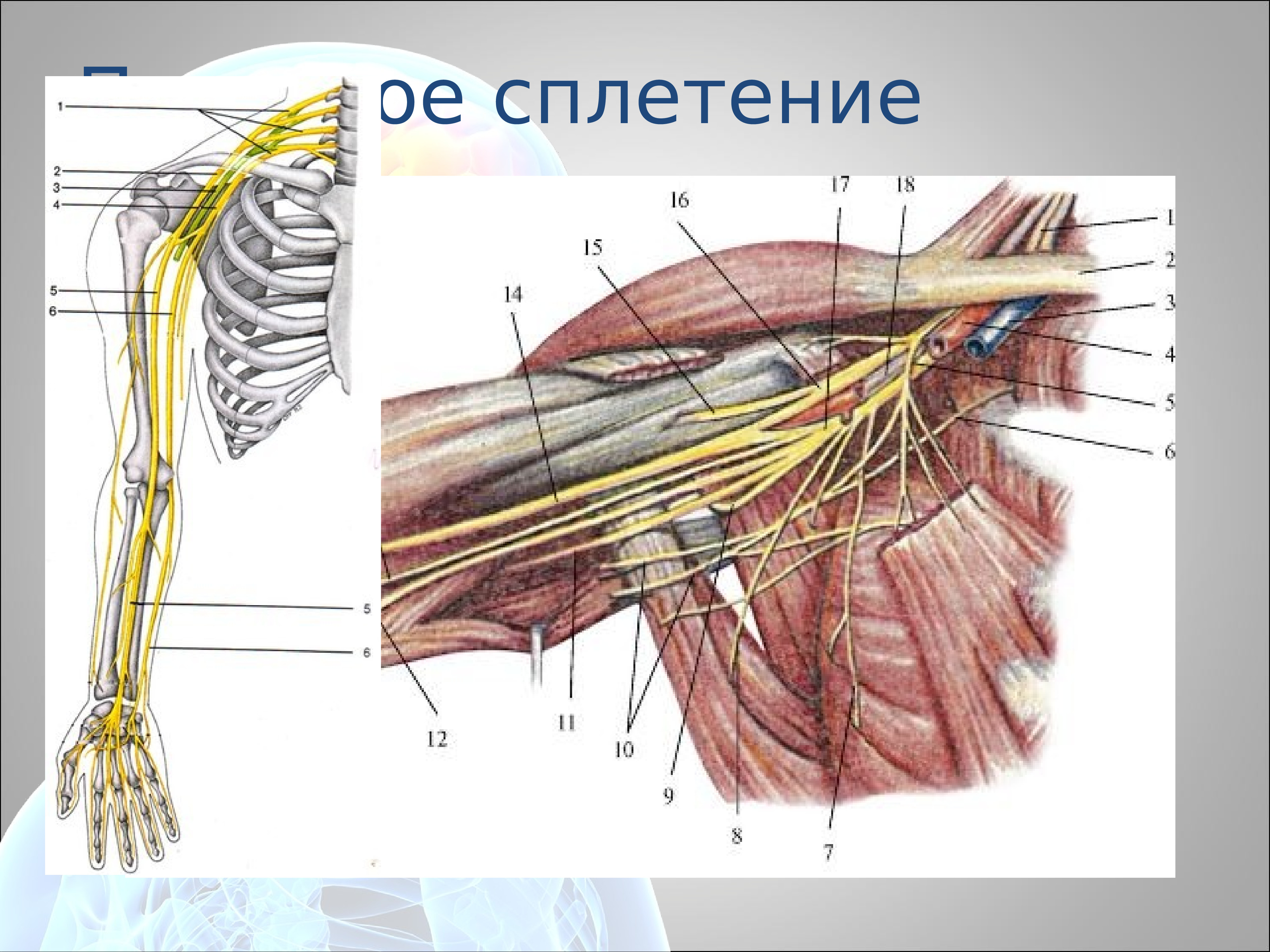 Сплетения нервов анатомия. Нервы плечевого сплетения анатомия. Топография плечевого сплетения топографическая анатомия. Плечевое нервное сплетение анатомия. Плечевое сплетение анатомия атлас.