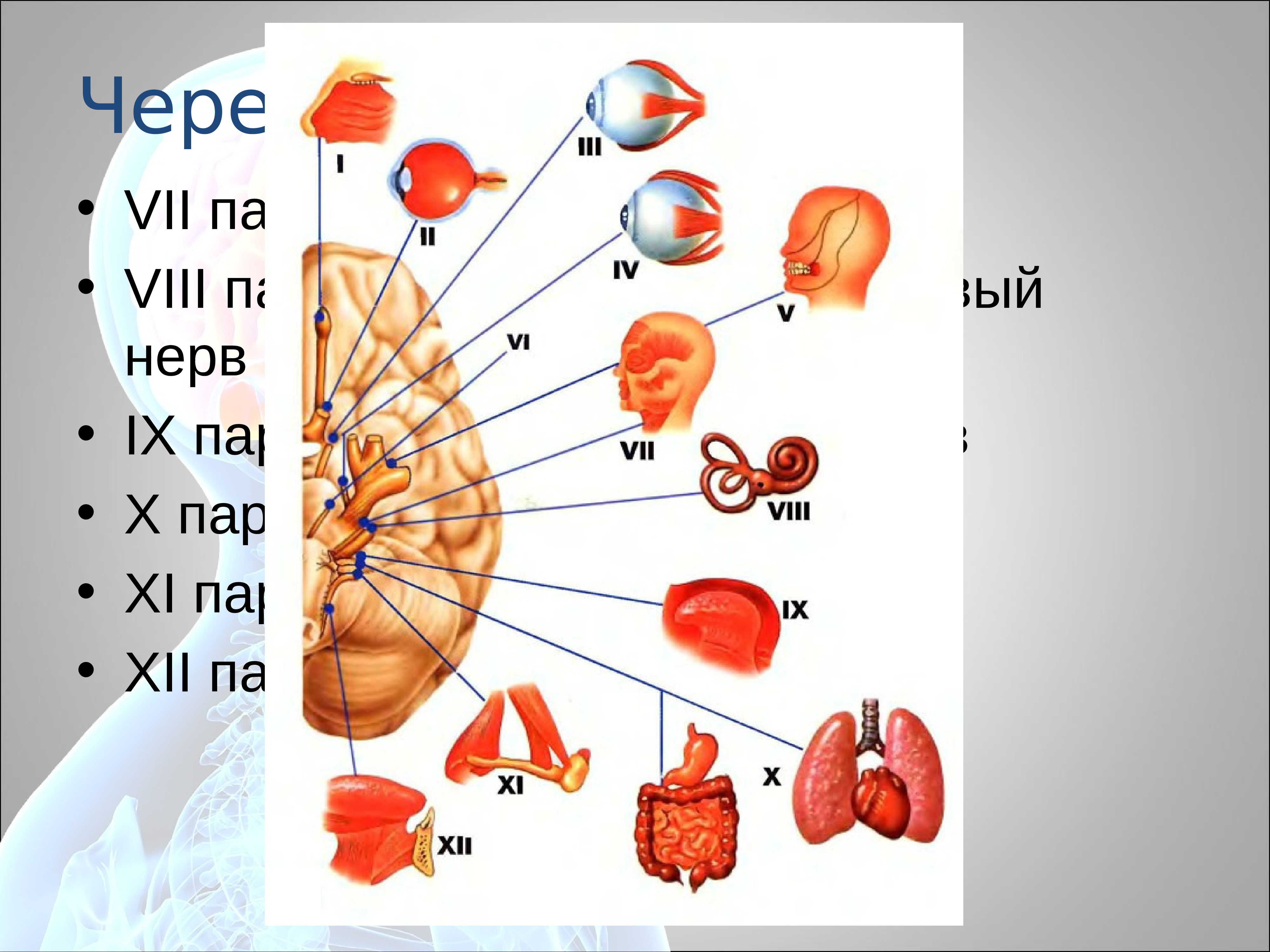 9 пара черепных нервов презентация