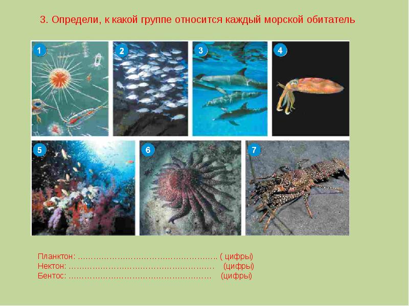 Разнообразие и распространение организмов на земле презентация