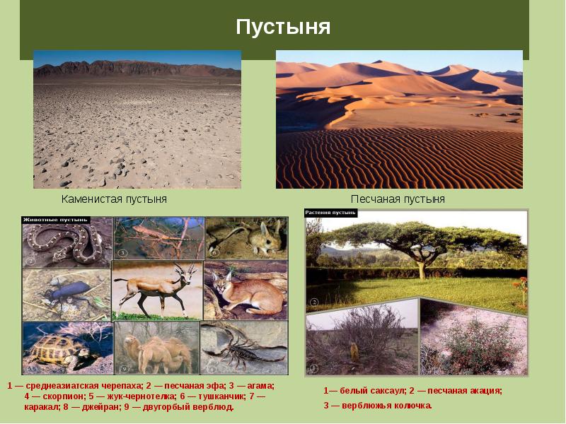 Презентация по географии 6 класс разнообразие и распространение организмов на земле