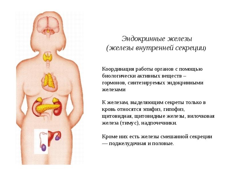 Железы секреции. Эндокринная система железы внутренней секреции.