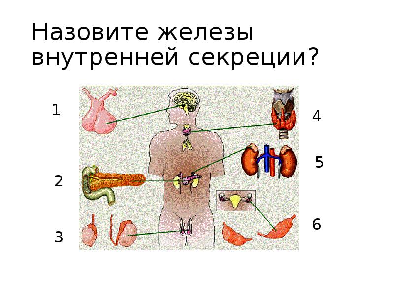 Укажите железу по изображению