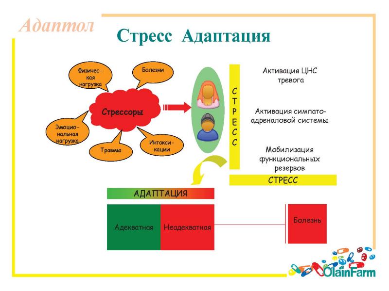 Стресс и адаптация презентация