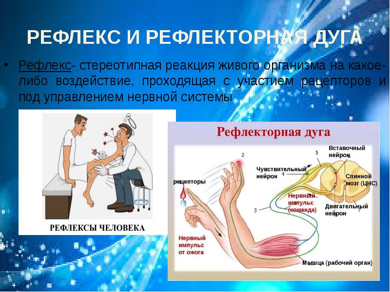 Живая реакция. Рефлекс и рефлекторная дуга. Рефлекс и рефлекторная дуга презентация. Подошвенный рефлекс рефлекторная дуга. Рефлекторная дуга ожог.