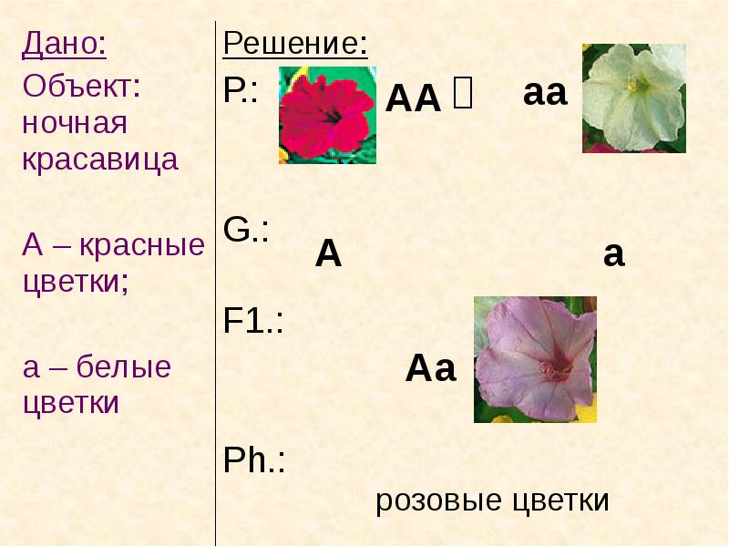 Законы менделя презентация 10 класс профильный уровень